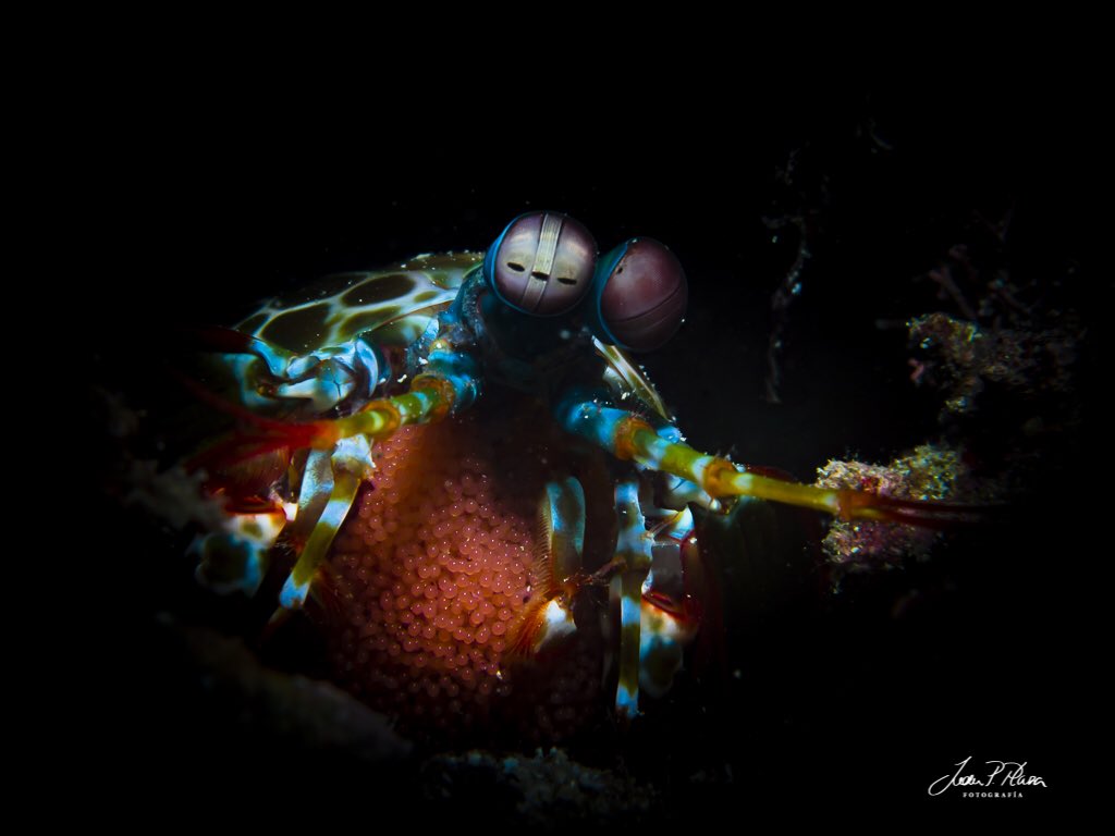 jpplazapozo's tweet photo. Even the most aggressive hunters have to devote part of their time to reproductive function #mantisshrimp #nikon  @FONAMAD  Ikelite https://t.co/NL8eq57q4x
