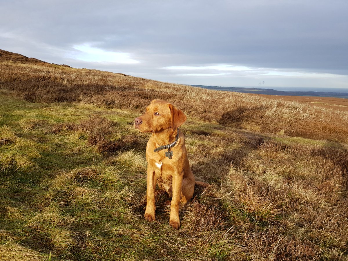 northeastmum's tweet photo. Dog posing #kildale @northyorkmoors #labs #ginger https://t.co/kkSt56HyTn