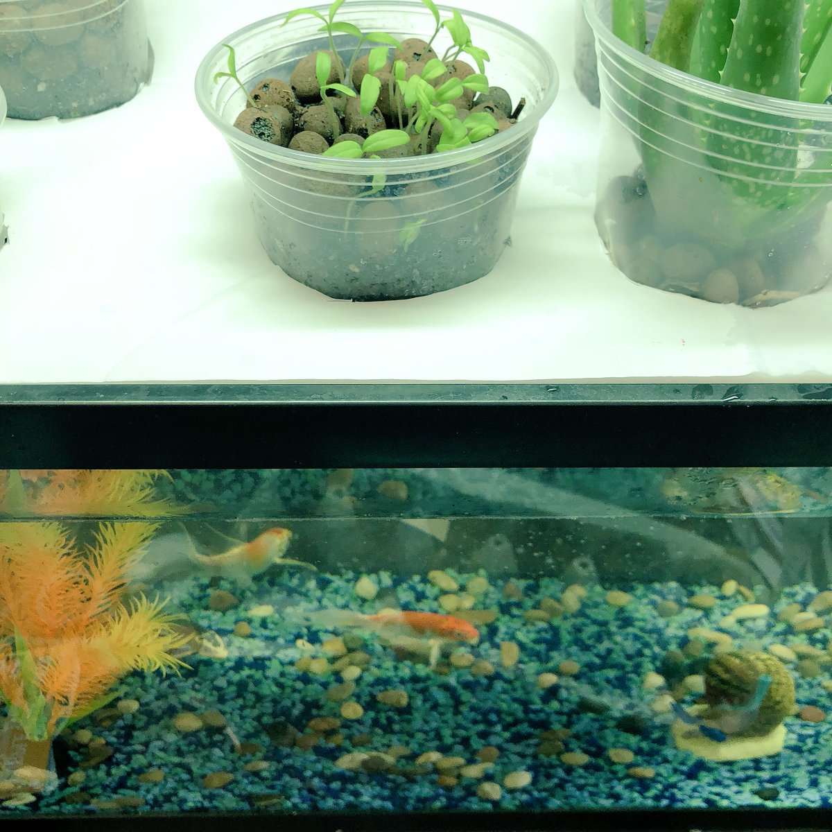 BLUEPRINTsgce's tweet photo. The first sprouts! Our students are so excited to see the fruits of their labor in their DIY aquaponics tank. #aquaponics https://t.co/sqGP69LNc6