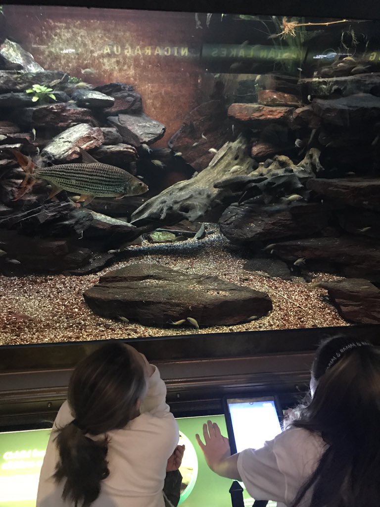 SheddLearning's tweet photo. This class is hard at work designing habitats for animals at @shedd_aquarium. Observation, research, questioning, writing AND design...holy mackerel that's a lot of skills! Science Tech Treks inspires the next gen of stewards & animal care specialists 🐟#ChicagoMuseumWeek https://t.co/Wu2bvCdrcV