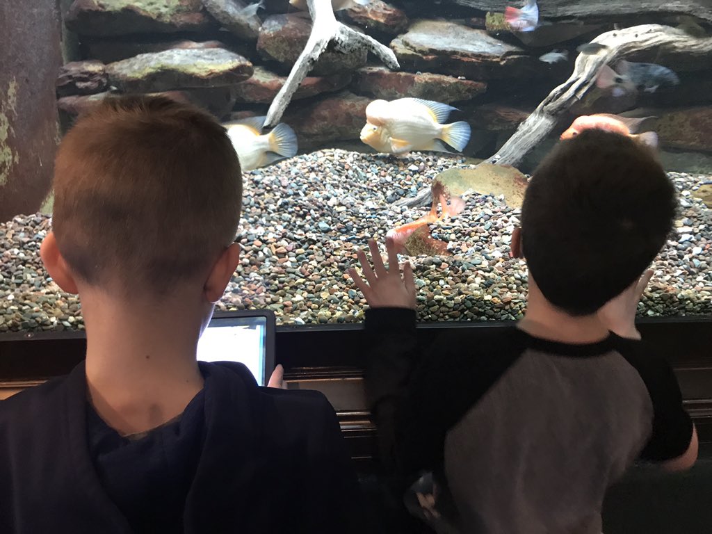 SheddLearning's tweet photo. This class is hard at work designing habitats for animals at @shedd_aquarium. Observation, research, questioning, writing AND design...holy mackerel that's a lot of skills! Science Tech Treks inspires the next gen of stewards & animal care specialists 🐟#ChicagoMuseumWeek https://t.co/Wu2bvCdrcV