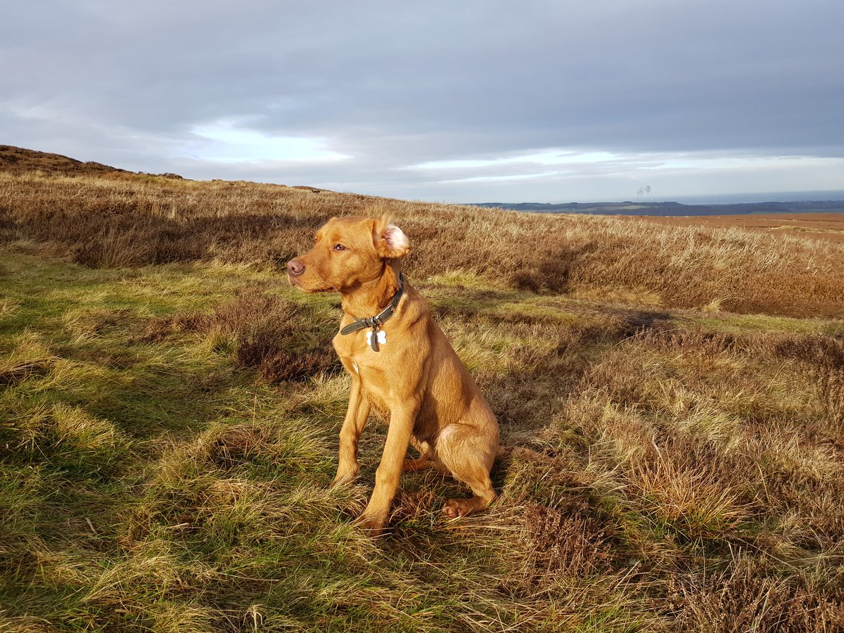 northeastmum's tweet photo. Dog posing #kildale @northyorkmoors #labs #ginger https://t.co/kkSt56HyTn