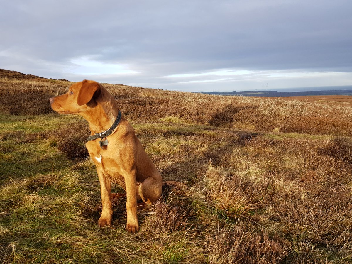 Dog posing #kildale @northyorkmoors #labs #ginger