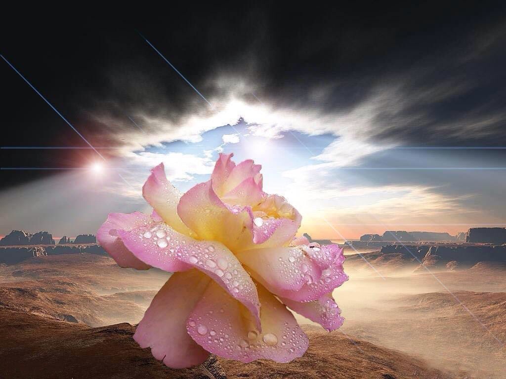 ImSophiaPLMS's tweet photo. I DECLARE WORLD PEACE #IDWP

Peace is beauty
in the midst of uglyness

When hatred wounds
love heals
When anger destroys
understanding fixes
When harshness dries up hearts
Kindness make them blossom
When indifference 
deadened the spirit
Caring restore life

PeaceOnEarth 🌺 https://t.co/NHznHKgrM4