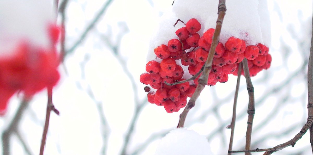 Traveling_89's tweet photo. @ToniRadjali @xuankiet @i_iove_nature #BlackCapped Chickadee the love Red #Cowan Mountain Ash Fruits
It's a God's blessing Friday, it snows - snows.
Thank you Mr Radjali https://t.co/OgSiHYAHaa