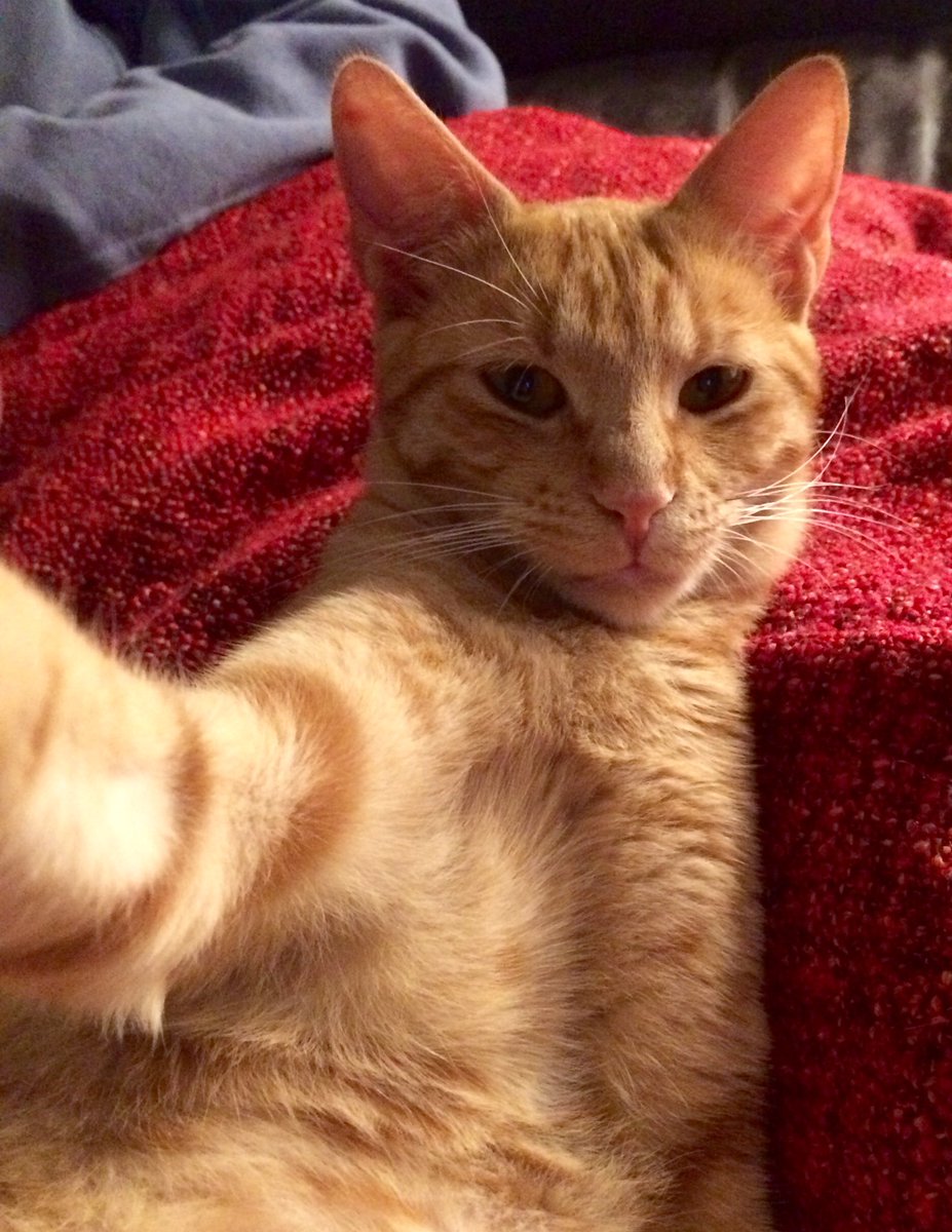 jsolench's tweet photo. #EstapassantTV3 #mascotacool  l’scarlett fent un selfie 😅 https://t.co/U1RJnrhXIk