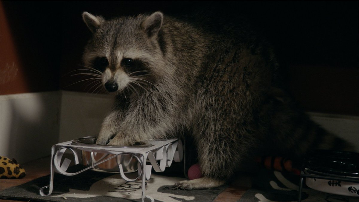REDLABTO's tweet photo. Caption this photo. Coming soon.
  @CrawfordSeries @CBC  @YourCBCtv @MikeClattenburg @lmichalch 
 @MrJCLynch  @JillHennessy @Alice_Moran
#Comedy #CRTC #CanadianContent #NewSeries #RabbitSquareProductions #BizableMedia #RedlabColour #RedlabVFX #RedlabDailies #RedlabAudio https://t.co/dG306mX6un