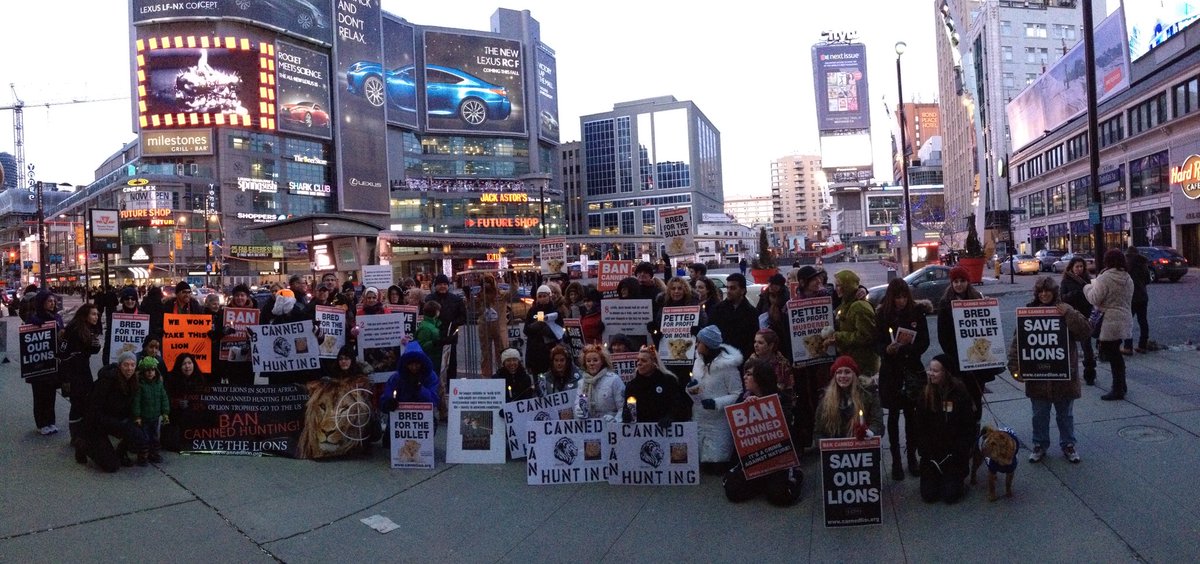 GlobalMarchLion's tweet photo. FLASHBACK
15 March 2014 — 1st GMFL
70+ protests in cities worldwide.
10,000+ people.
Lions deserve better
#bancannedhunting
#dontpetcubs
#banpredatorbreeding https://t.co/lEyJAvp6Ib