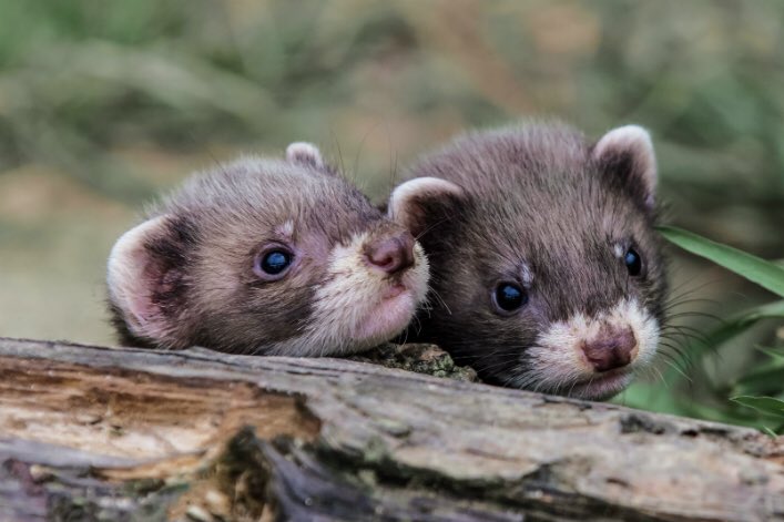Tuer des visons pour faire, avec leur fourrure, des ours en peluche à 5000 € qui, en plus, se vendent comme des petits pains #LaCruautéetLaConnerieHumaine🤮