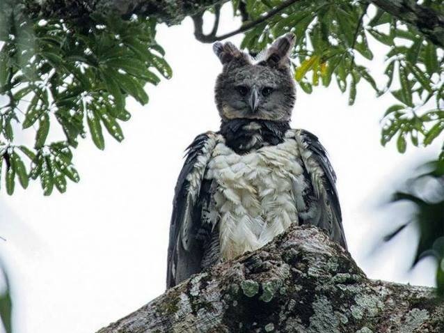 TAmazonicos's tweet photo. #ConGarras | Vive en bosques lluviosos #ElÁguilaHarpía (Accipitridae) es el ave silvestre más grande de la Amazonia Ecuatoriana @ReservaCuyabeno @Ambiente_Ec la protegen https://t.co/KOOA9O7vgj