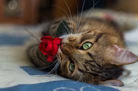 maype7's tweet photo. @IrmaCar72161191 @mmjoymm_StP @tinockha1 @vivival1 @ArcoIrisNqn @franky_tom @monique_2307 @Luce1626 @RobVan_Doesburg @sayedali88823 @rpskataria @ROMACARY @BenucciLuca @DrNicolaromano @Keith1Chill @toni3692 @nxndndj @GucciGuccin @suz78 @RobinHe06033386 Dear Irma
Wonderful weekend #enjoyfridaynight gato.flor https://t.co/ka3ncHrXsY