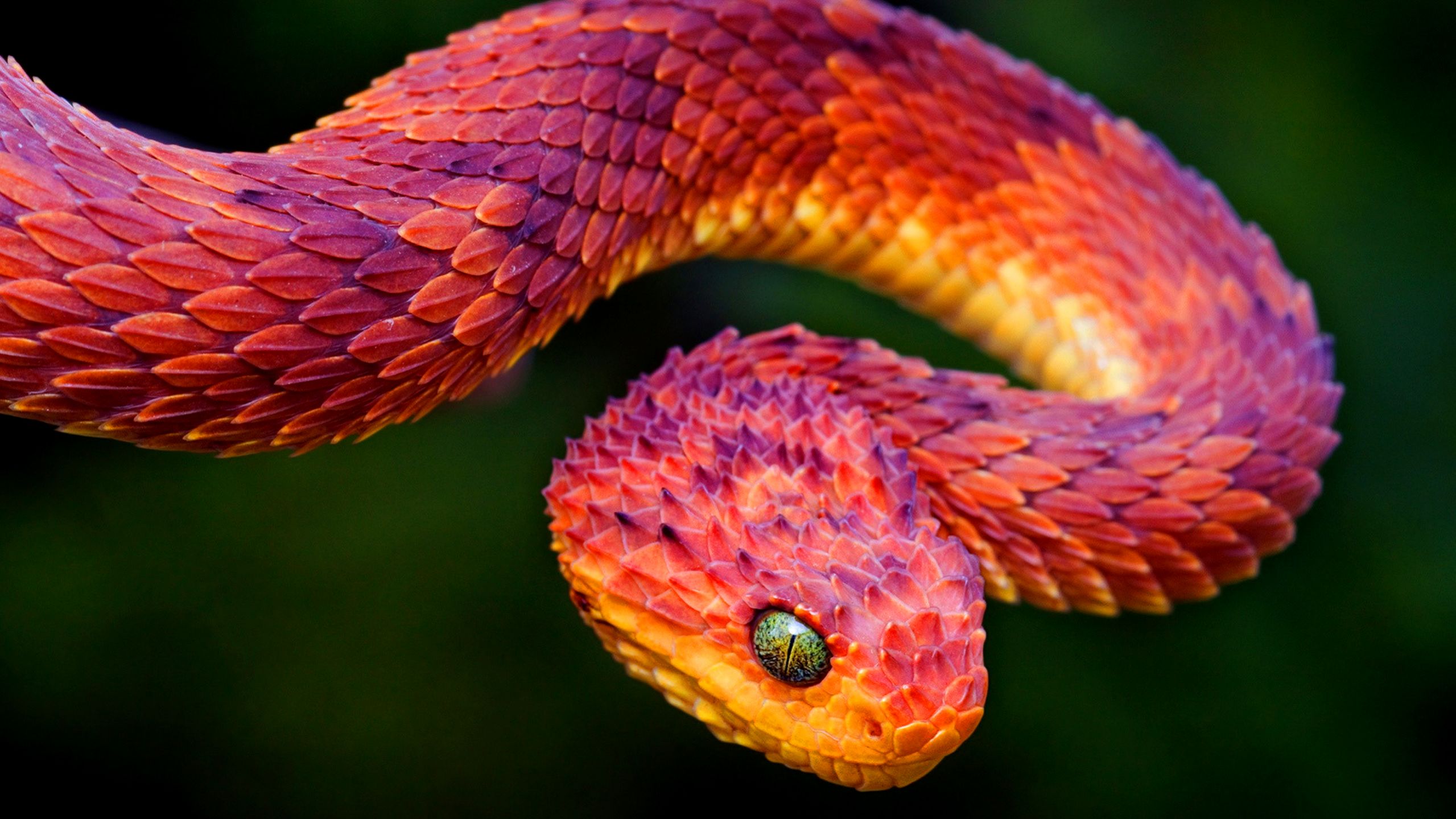 red eyelash viper snake