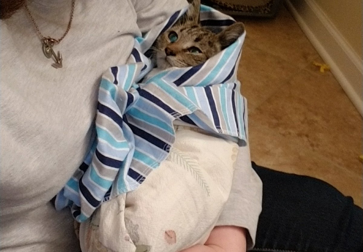 CatTeam7Norfolk's tweet photo. Meet our newest students at "Snuggle School" Ulysses and Grant. These guys start therapy on monday, but for now we gotta get weights and check for fleas! #snuggletherapy #letsgetsweet #rescued #AdoptDontShop https://t.co/1Kumtq0lwg
