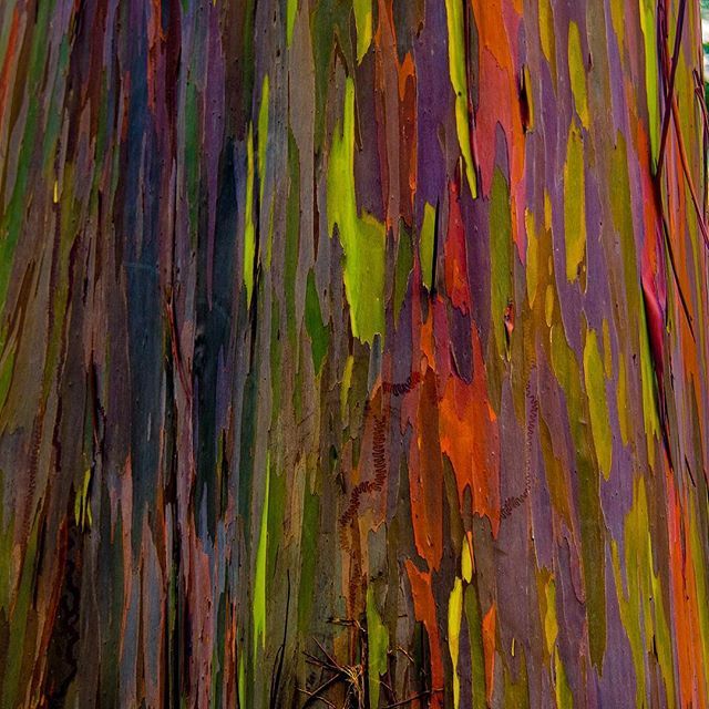 NowGoSeeIt's tweet photo. #rainbow #eucalyptus on the #bigisland of #hawaii .
.
.
.
.
#nature #naturephotography #textures #gaytree #hi #hawaiilife #travelphotography #colors #naturelovers #tree #wanderlust #nowgoseeit https://t.co/poprSvV91r https://t.co/58b9WlecMb