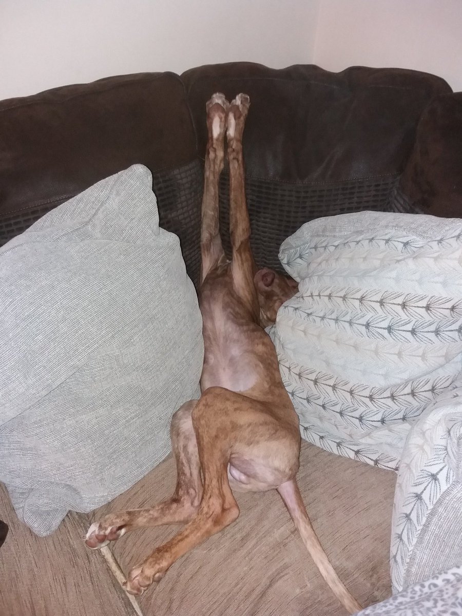 CapstickRichard's tweet photo. #bulllurcher #cumfydog # puppydays https://t.co/praiyVGRil