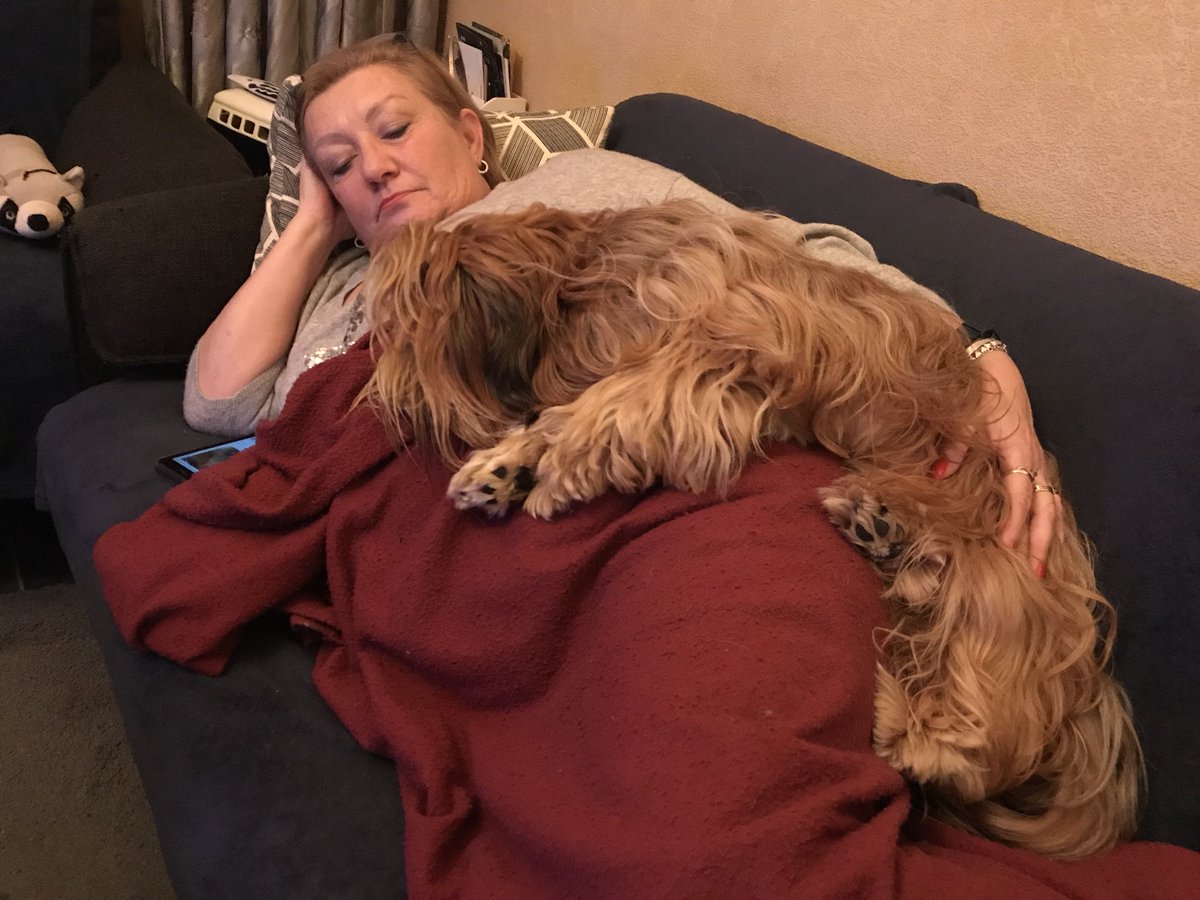 Scamp_on_Twitta's tweet photo. Finally #FidayEvening! Red demonstrating #HavaneseLeisure on top of mum for a #HavaneseDeepDreamingFlow https://t.co/9Y9CMEv5Ev