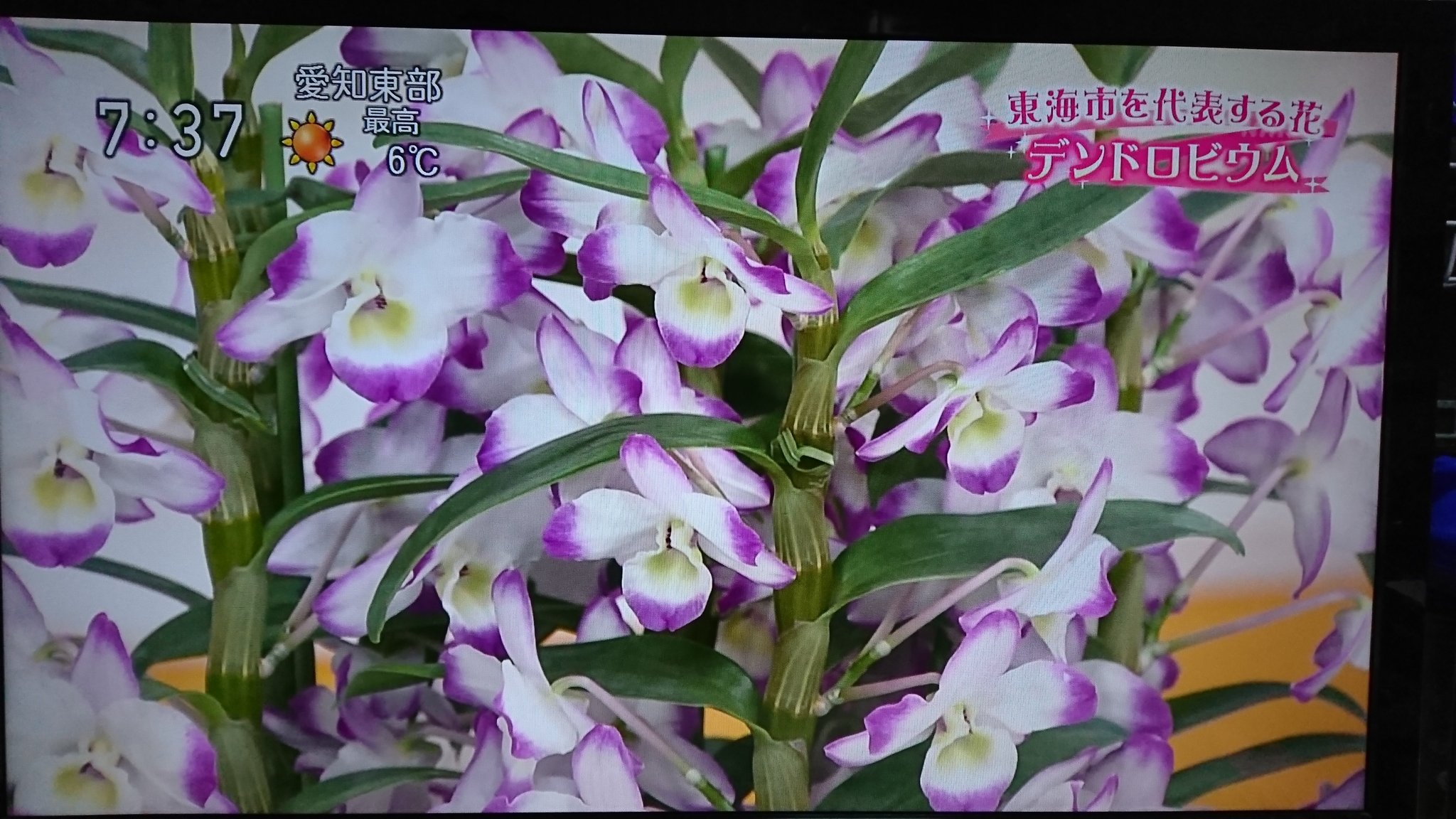 懐園 今朝のニュースでデンドロビウム出てた ﾟ ﾟ ってお花の方ですけどw 00の試作ガンダムのネーミングは好き ブロッサム ゼフィランサス サイサリス オーキス ステイメン デンドロビウム ガーベラ 一番好きガンダムはgp01の陸戦型ですね