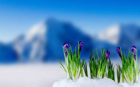 Dimple969's tweet photo. Gumption of
mountain beauty
shooting blue crocus
crowning Winter snow...

#hangtenstories #TastyPoem #WrittenRiver #januaryfalls18 #natureverse #tenwords #DimpleVerse #inpoems #soulwords #beautifulmess #haiku #senryu #micropoetry #vss #mpy #poetry #poem https://t.co/cXvJmxyxMZ