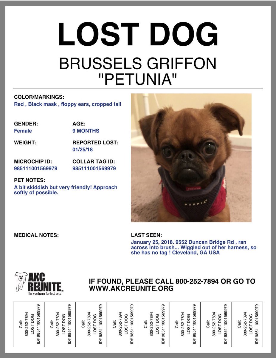 DPariseRacing's tweet image. Via @PawBoost Petunia was LOST on 1/25/2018 in Cleveland, GA 30528 near Near Barrett Mill Rd &amp;amp; Duncan Bridge RdDescription: Red/Brown . Black mask, floppy ears.9 1/2 Lbs. Veryfrightened! For more info or to contact Petunia's owner, click here: pawboost.com/p/4891027 #lostdog