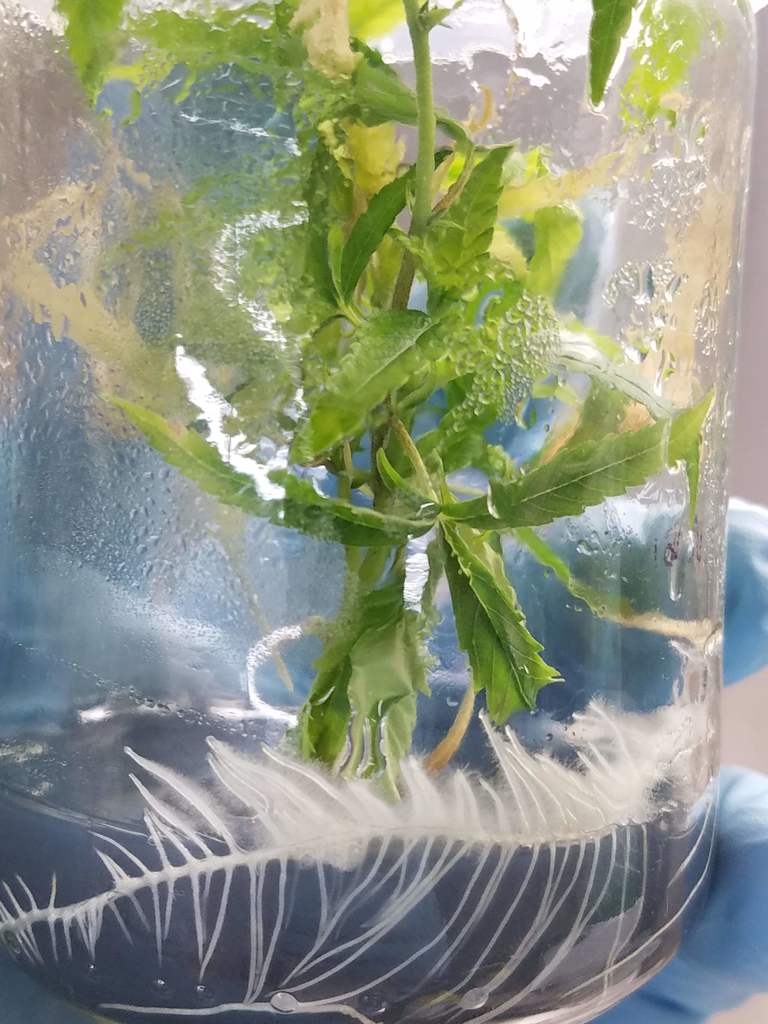 CalyxKing's tweet image. Interested in joining a great team of cannabis consultants and learning about cutting edge cultivation technology? Check out our latest posting for a Tissue Culture Lab Tech calyxking.com/careers-ckc-ti…

#cannabis #microprop #Jobs