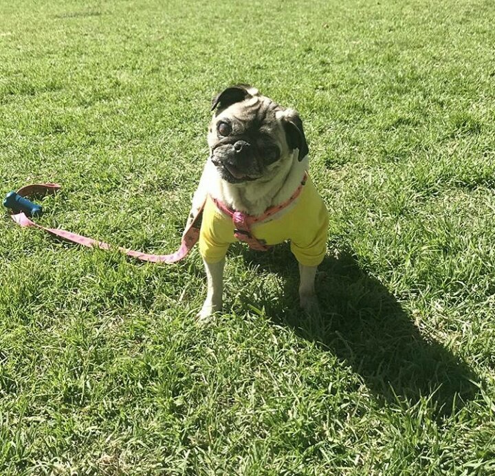 NatsGabs08's tweet photo. Lola💜 ¡ADOPTA FAMILIA!
✔Se entrega vacunada
✔Desparasitada
✔Con pago de esterilización y fecha definida de veterinaria
❌No se entrega en zonas de sobrepoblación de perros y gatos 

Comunícate al: 3123512189 / 3102221642 https://t.co/bY1nUESk8w