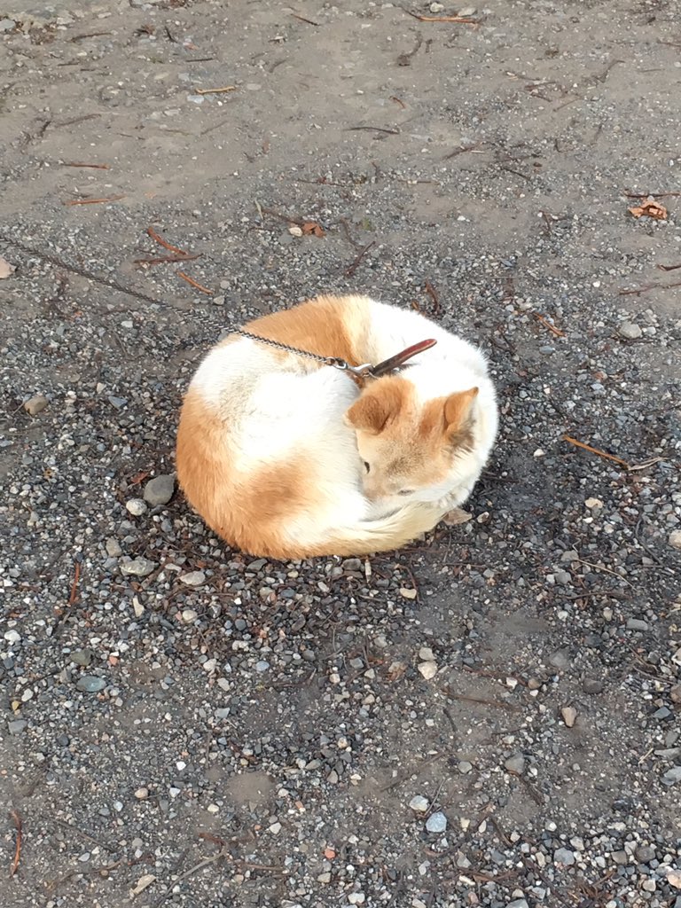 猫が丸まった美しいニャンモナイト Togetter