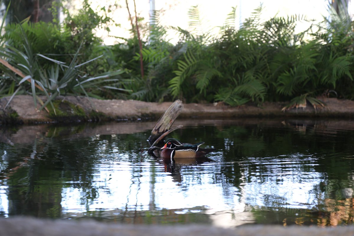 NCAquariumFF's tweet image. Peaceful day, peaceful duck. Take some time to relax like this wood duck in the conservatory.