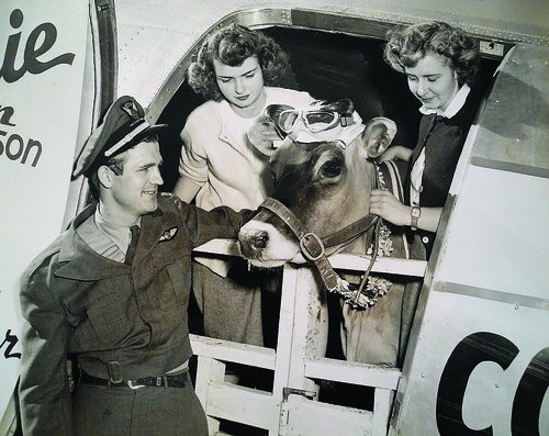 Weird History on Twitter: "In 1930, Elm Farm Ollie became the first cow to fly in an airplane. During her flight, they parachuted cartons of her milk for publicity.… https://t.co/r0SzK68D7J"