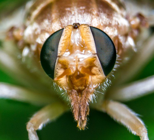 The shots you can achieve with a simple set of extension tubes.