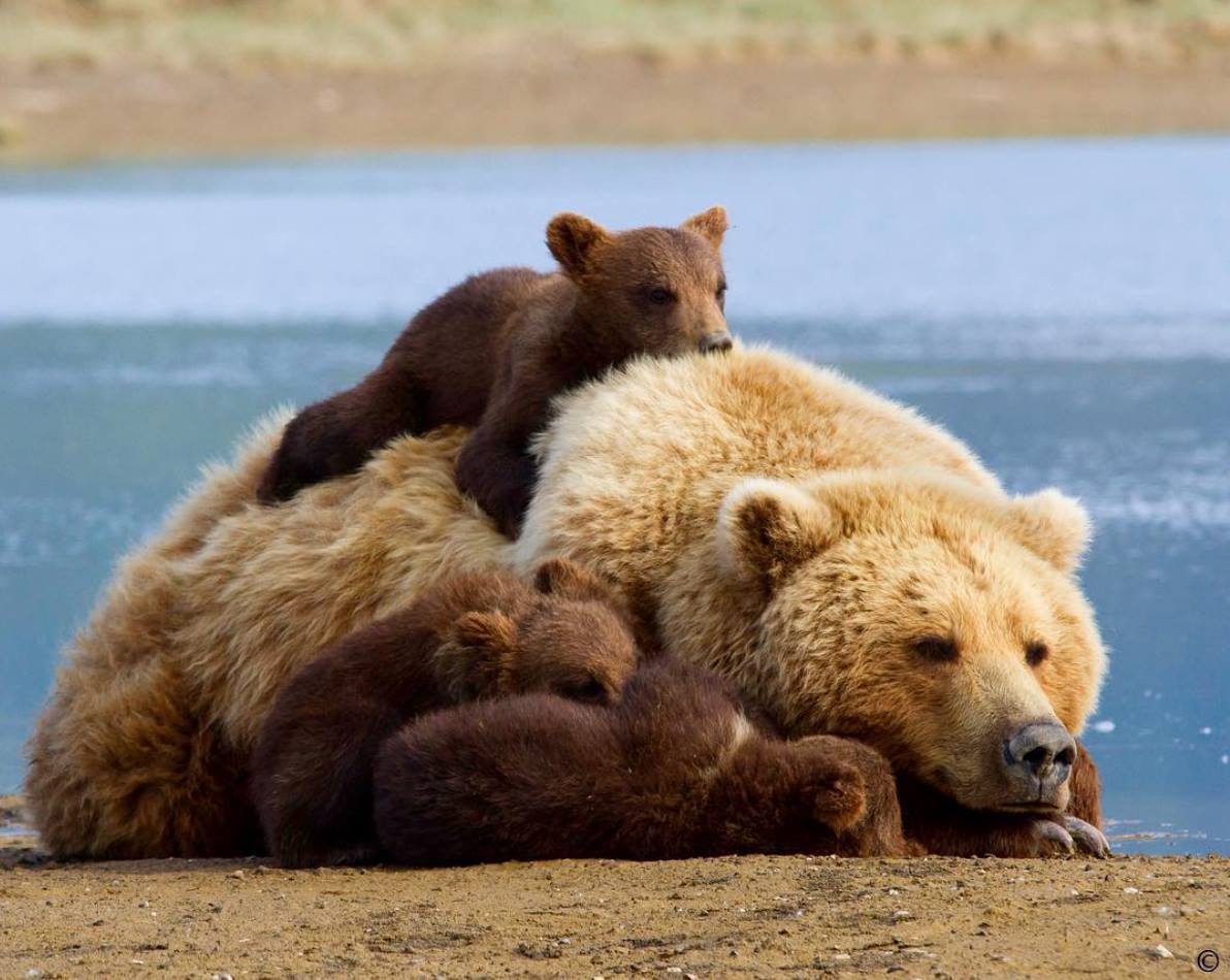 Наталья Лозинская (@nata_loz) | Twitter