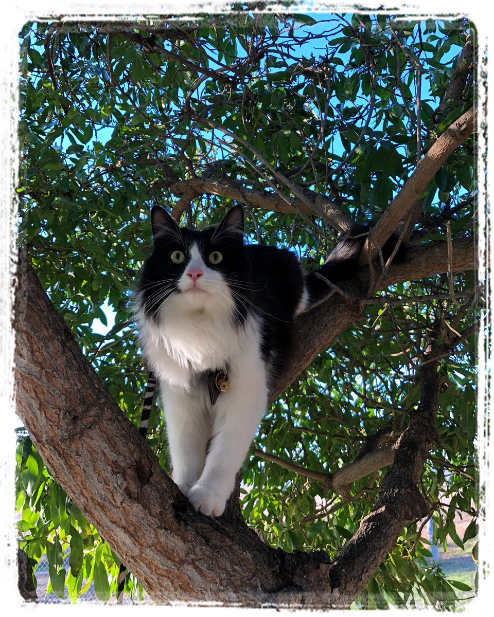 mavericktux's tweet photo. Got some tree climbing in! πππ³ #rvlife #vanlife #rvkitty #roadtrip #sunnyday #beachlife #adventurecat #catonaleash #travelcat #explorationcat #treeclimbing #socal #alisocreekrestarea #sanonofre #california #catsoftwitter https://t.co/OA2h1jk4bJ