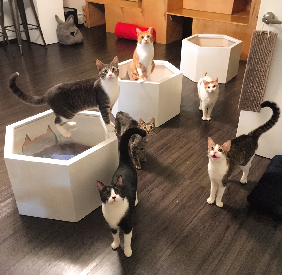 Meow Parlour On Twitter Did You Know That Our Adoptable Kitties Are The Best Party Hosts If You D Like To Organize A Private Event With Them Drop Us A Line At Meow Meowparlour Com