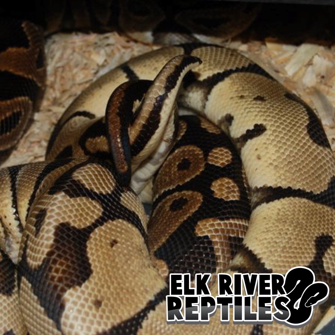 elkriverreptile's tweet image. Uhoh.. it’s baby making time.. #ballpythonsofig #ballpython #ballpythonbreeder #ballpythonmorphs #snakes #elkriverreptiles