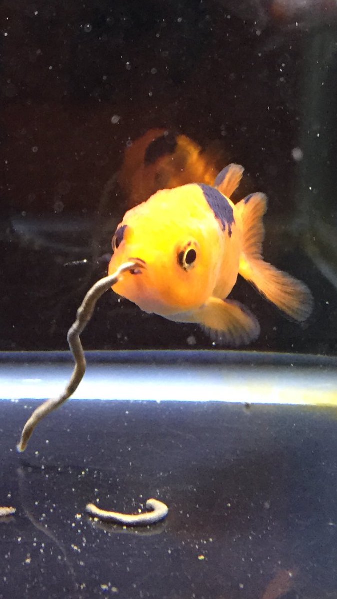 金魚屋あいこ Su Twitter パタさん 餌と間違えてます 金魚屋あいこ 金魚すくい