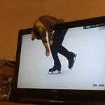 まるでフィギュアスケートをしてるみたいwテレビがきになる猫とのマッチングがすごいw