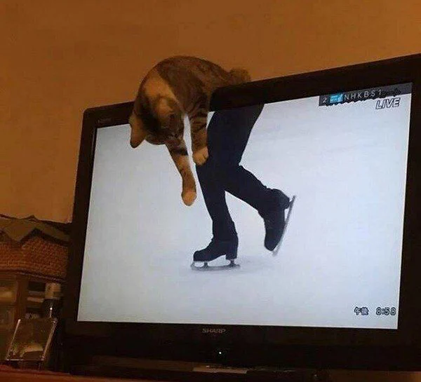まるでフィギュアスケートをしてるみたいwwテレビがきになる猫とのマッチングがすごいww