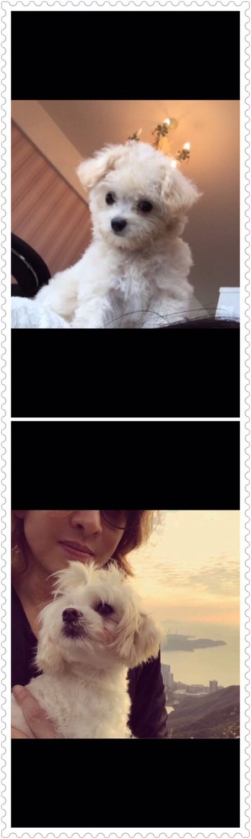 Toto美 キラ美 Ar Twitter Yoshikiさんの犬 メロディーと 私の愛犬あもちゃん そっくりだよ Yoshiki メロディ あもちゃん 愛犬 メロディー