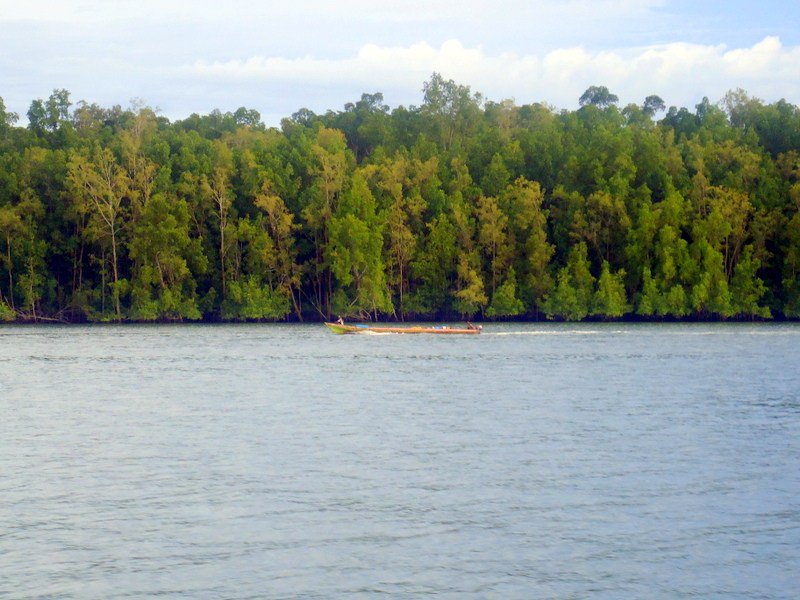 UpdatePapua's tweet photo. Keeping the Mangrove Forestry in Teluk Bintuni Natural Preservation https://t.co/AYGvhSSBWD https://t.co/Q7CZyjSBE9