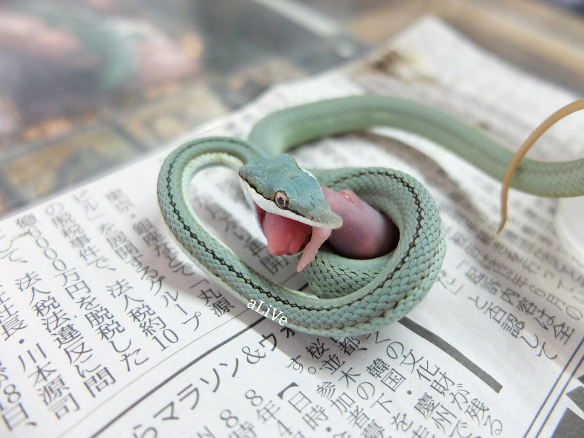 バロンコダマヘビ“ターコイズ” まだご飯写真を載せていなかったですね