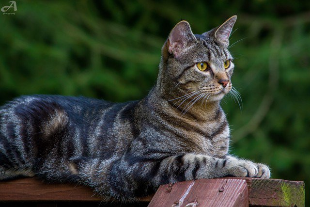 Ben very aware of a near by bird.