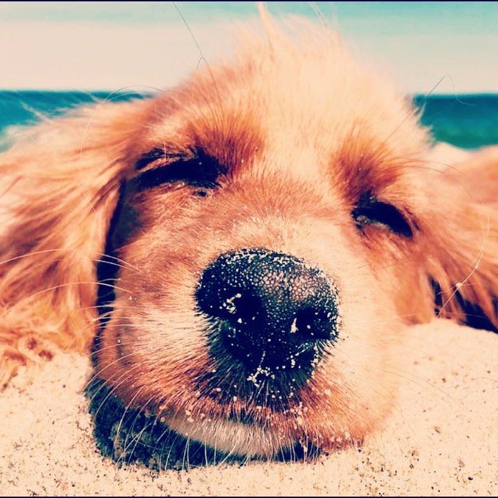 dodoknowsdir's tweet photo. Sunbathing on the beach
#dodoknows 
#sleep #sleeplikeababy #pet #pets #petsofinstagram #cute #cutenessoverload #cuteness #dogoftheday #dogsofinstagram #dogselfie #dogs #doglife #goldenretriever #doglover #dogsofinsta #dogsoftwitter #dog #goldenretrieverlove #goldenretrievergram https://t.co/sSvHHjcVu1