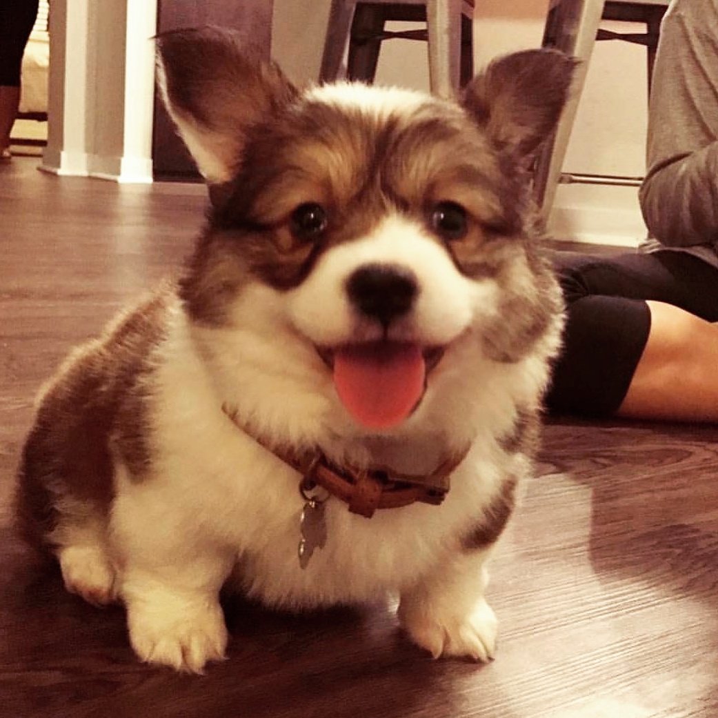 dodoknowsdir's tweet photo. Cuteness Overload
#dodoknows 
#cuteness #cutenessoverload #cute #perfectpicture #perfectpic #dogoftheday #pet #pets #petsofinstagram #petsofinsta #dogsofinstagram #dogselfie #dogs #doglife #corgi #doglover #dogsofinsta #dogsoftwitter #dog #corgisofinstagram #corgipuppy #corgis https://t.co/uRVJrjj11y