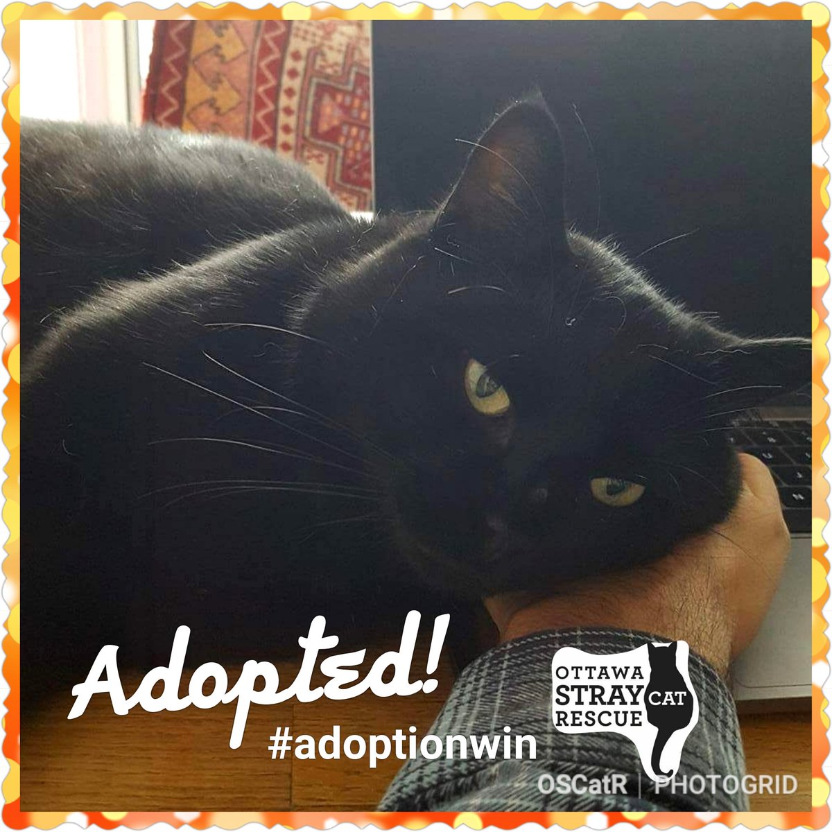 OttawaCatRescue's tweet image. Adoption News!!  Mr. Bate has been adopted by a lovely young couple who fell instantly in love with this handsome boy. We are grateful to the volunteers who helped to bring Mr. Bate into care so he did not have to spend another lonely and cold winter on Bate Island. #adoptionwin