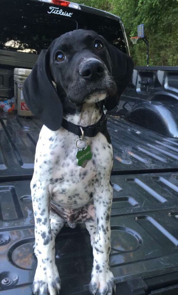 jhyde37's tweet photo. Can we all just take a second and look at Jordan’s puppy pics @amoore70 @alyssa_fields7 https://t.co/niQehLZufH