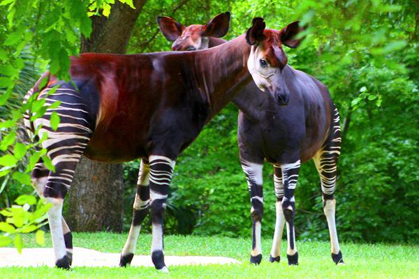 Tomkins Indonesia V Twitter Okapi Adalah Salah Satu Spesies