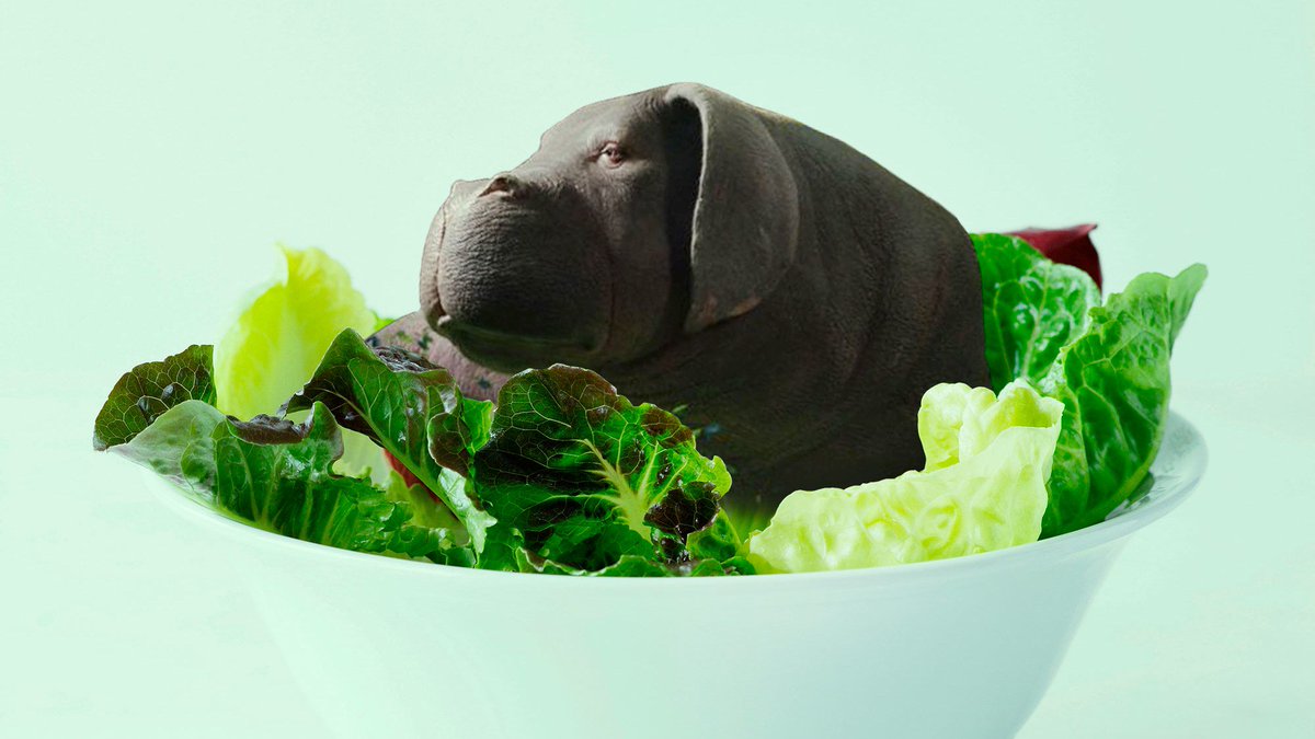 The people who saw #Okja and became vegetarians gq.mn/wg7MGhm