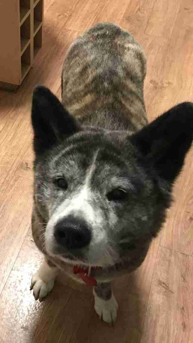 Bear the senior dog went on TV to find a home — and slept through the entire show 😂 thedo.do/2DXEeqa