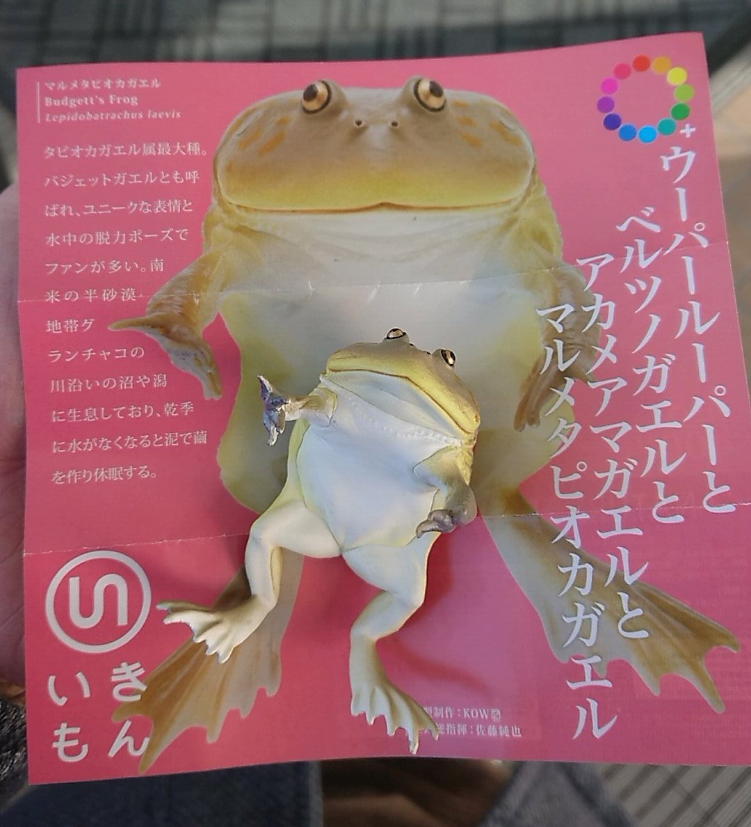 よーすく 7部 やった 欲しいのが2発目で出たァん ウーパールーパーとベルツノガエルとアカメアマガエルとマルメタピオカガエル T Co Utvg2knagc Twitter よーすく 7部 やった 欲しいのが2発目で出たァん ウーパールーパーとベルツノガエルとアカメアマガエルとマルメタピオカガエル T Co Utvg2knagc Twitter