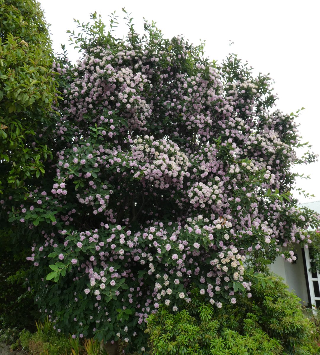 Peter Symes Dais Cotinifolia Thymelaeaceae A Far Cry From It S Origin In Eastern South Africa Growing In Residential Colac Victoria Images 28 12 17 Apparently Bark Was Traditionally Used To Make