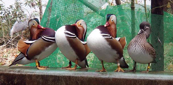 熱しやすく冷めやすい？実際の『オシドリ』の夫婦は数年ごとに相手を変えるｗｗｗ